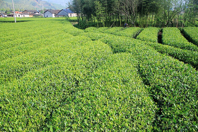 五一自駕遂昌茶樹坪,看滿山開遍的杜鵑花!