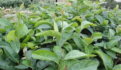 茶樹繁殖的方法有哪些 茶樹種子繁殖與營養(yǎng)繁殖