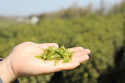 息縣:春茶吐新綠 搶“鮮”開采
