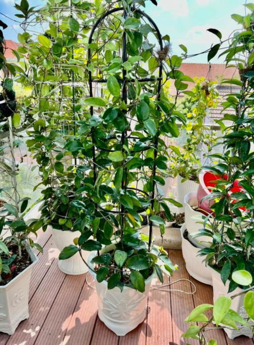 32歲小伙,在1公頃的花園種植山茶樹,每月賺取100000元