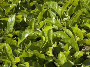 清香回甘的茶葉,茶樹種植過程中,凍害的預防和部分的繁殖方法