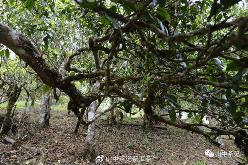 老同志的普洱茶 探索產地與山頭的秘密