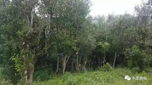 創業路 古茶樹下 揉 人生