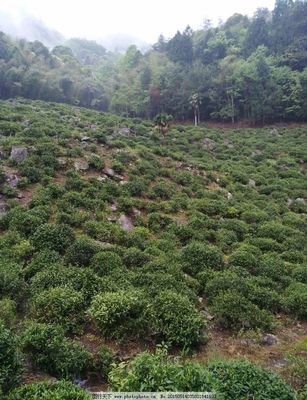 茶樹生長環境