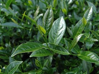 全面認識臺式烏龍茶要從這幾點入手 | 說茶大講堂之標準解讀