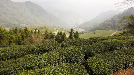 在光滑的山丘上種植茶葉