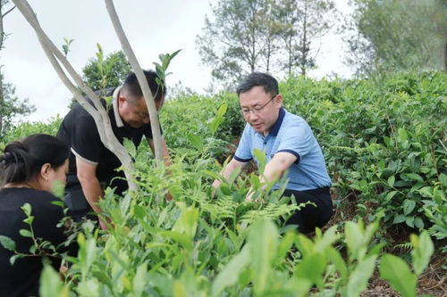唐文輝深入白水鎮調研工業轉型升級 茶產業發展等工作