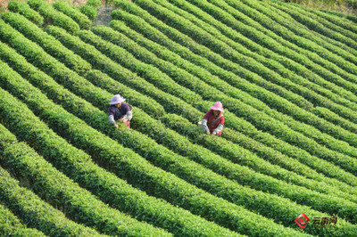當非遺邂逅云南:普洱茶--讓世界茶樹原產地譽滿天下