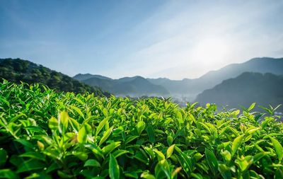 風靡全球百余年的“祁門香”,祁門紅茶并非浪得虛名