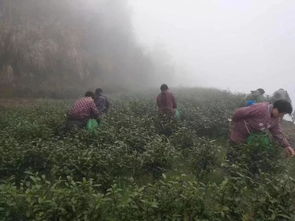 狂歡西瓜節,冰鎮一夏天 銅鈸山萬利種養專業合作社西瓜節