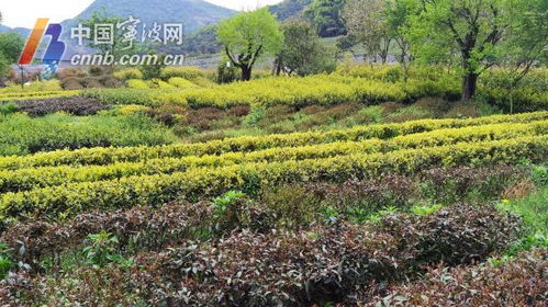 25年育出30個新品種 彩色茶成寧波茶產業新希望