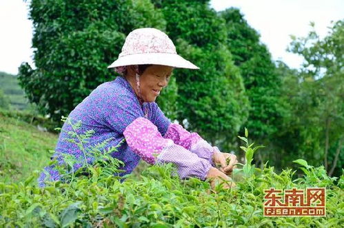 南靖縣洋頂崠 十六年堅守 綠色 種茶經