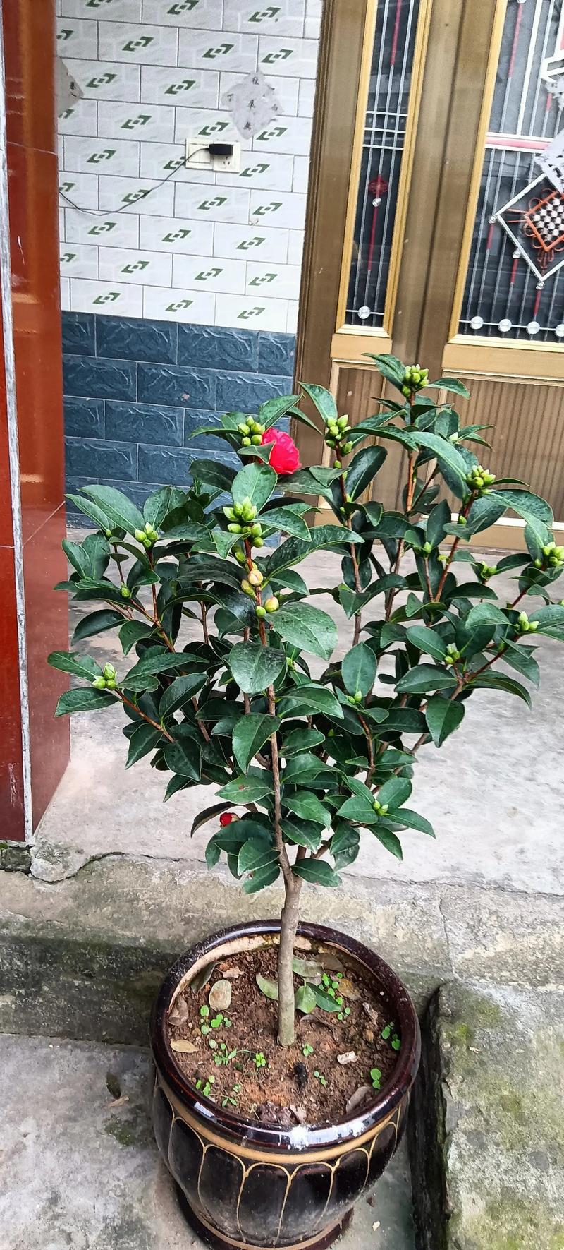 自家小院 #盆栽綠植 #我的茶樹花開花了#夜來香開第二