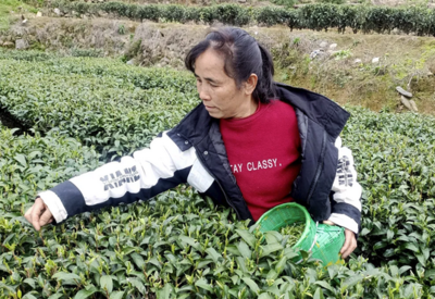 融水高培村:白天采鮮茶傍晚變現錢