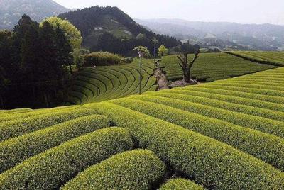 關于普洱的這7種茶樹:從十幾年都上千年!