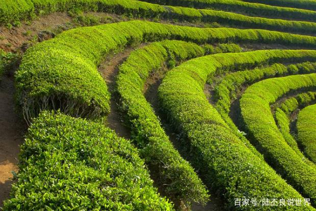 茶樹的三種形態,這些茶樹你都見過嗎?
