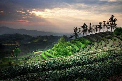中國郵票里的茶世界