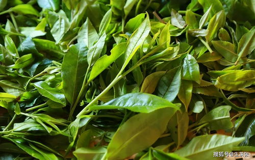什么樣的普洱茶是正宗的 甄別普洱茶離不開這3點 冰島普洱茶怎么樣