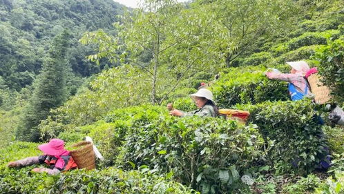 云龍功果橋鎮 谷花茶 香滿山間 茶農豐收笑開顏