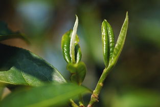 為了恢復茶樹種植,他要在2萬畝茶園挖3千多萬個坑,嚇跑了幾百個農民工