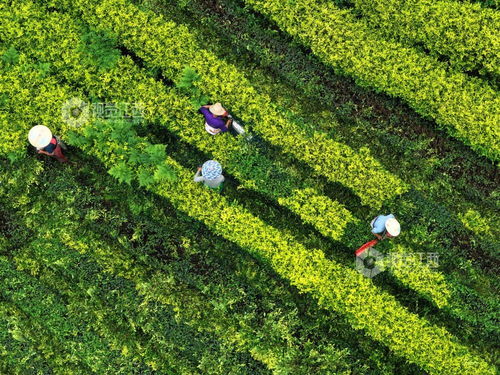 泰和縣 茶園修剪管護忙 圖