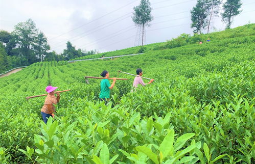 重慶彭水老茶山復活記 茶樹種植長出致富“金葉子”