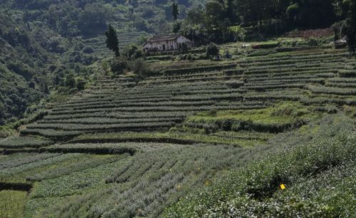 一棵茶樹香飄小康路——雙鳳村茶葉種植引領鄉村振興