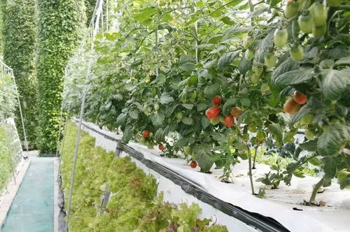 收藏植物的相生相克大全：養花必備知識與農產品銷售商機