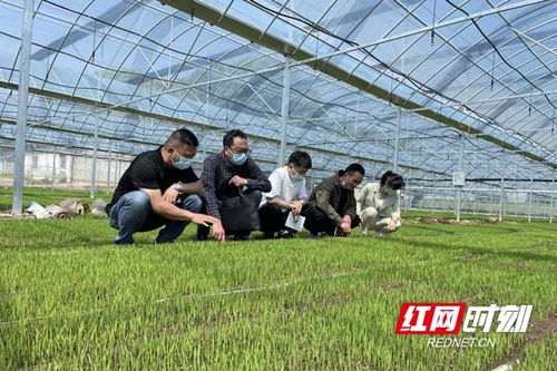 常德桃源推進政協專項監督：多措并舉筑牢糧食安全根基