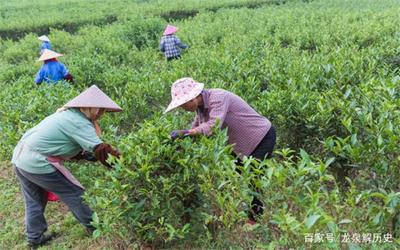 夏季茶樹施肥與茶葉品質提升的科學方法