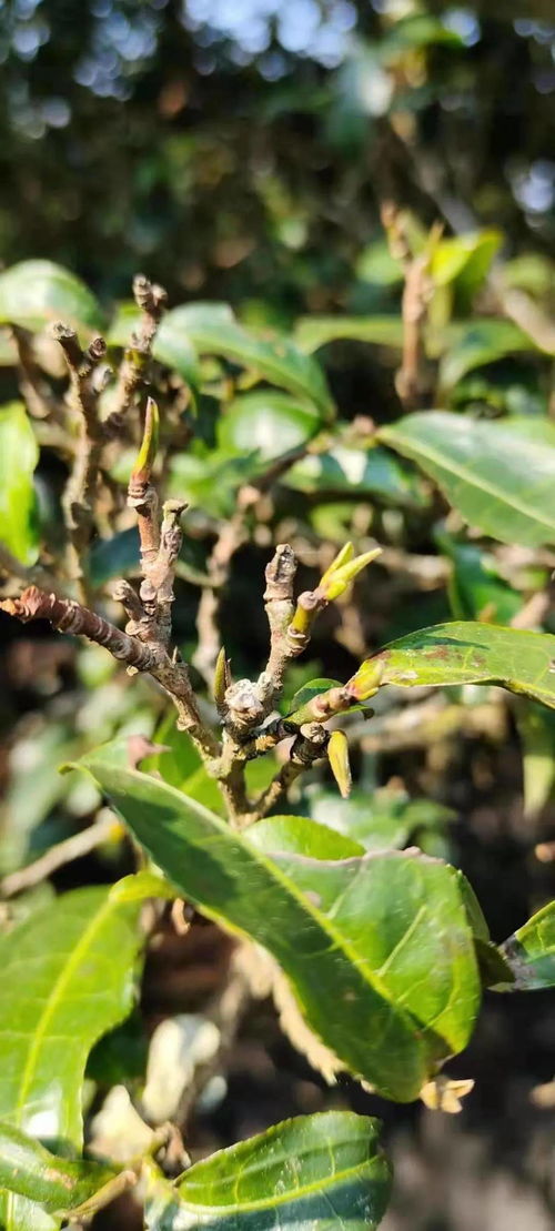 2021年普洱茶品質分析 真的是品質最好的一年嗎？
