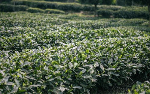水溶肥在有機茶樹種植中的應用及對農產品銷售的影響